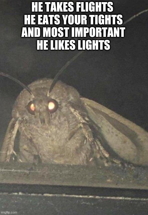 imma upvote dealer XD | HE TAKES FLIGHTS 
HE EATS YOUR TIGHTS
AND MOST IMPORTANT
HE LIKES LIGHTS | image tagged in moth | made w/ Imgflip meme maker