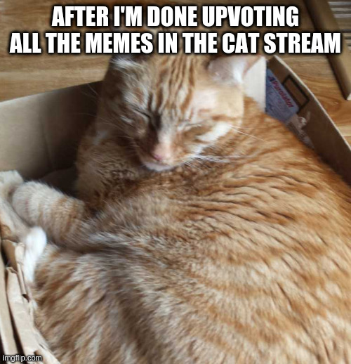 sleeping r***** | AFTER I'M DONE UPVOTING ALL THE MEMES IN THE CAT STREAM | image tagged in sleeping r | made w/ Imgflip meme maker