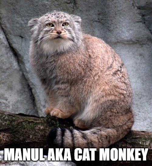Manul |  MANUL AKA CAT MONKEY | image tagged in manul,monkey,cat | made w/ Imgflip meme maker