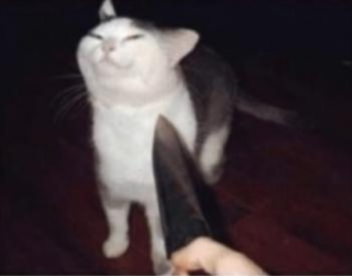 High Quality smug cat and the knife Blank Meme Template