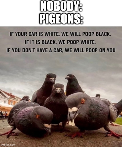 Pigeons in a nutshell | NOBODY:
PIGEONS: | image tagged in pigeons,funny,poop,memes | made w/ Imgflip meme maker