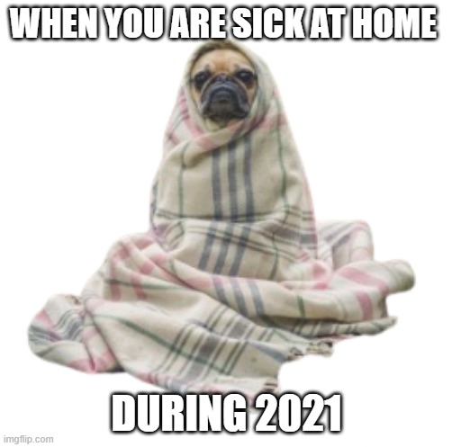 during quarantine | WHEN YOU ARE SICK AT HOME; DURING 2021 | image tagged in pug in blanket,stay home | made w/ Imgflip meme maker