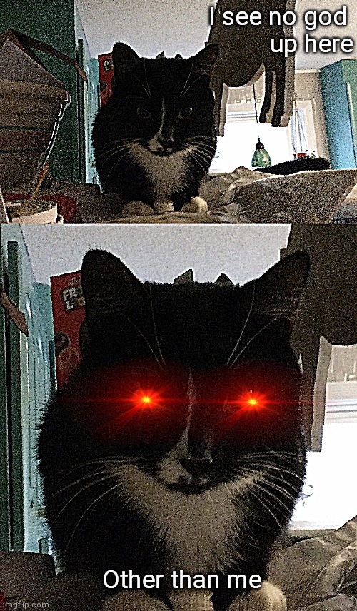 I saw my cat on top of my fridge so I made this | image tagged in i see no god up here other than me | made w/ Imgflip meme maker