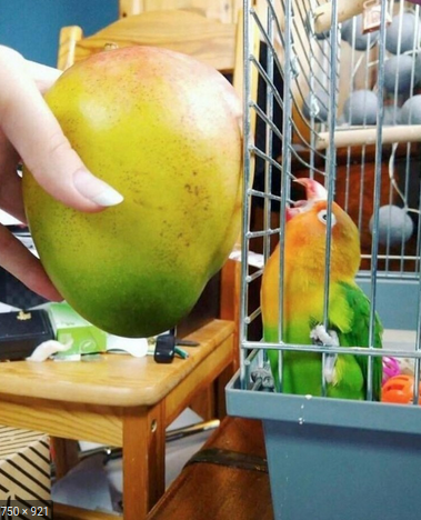 High Quality Mango bird Blank Meme Template