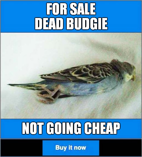 Bargain Budgie | FOR SALE
DEAD BUDGIE; NOT GOING CHEAP | image tagged in for sale,dead,budgie,dark humour | made w/ Imgflip meme maker