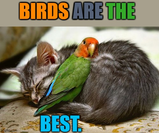 BIRDS ARE THE BEST. BIRDS ARE | made w/ Imgflip meme maker
