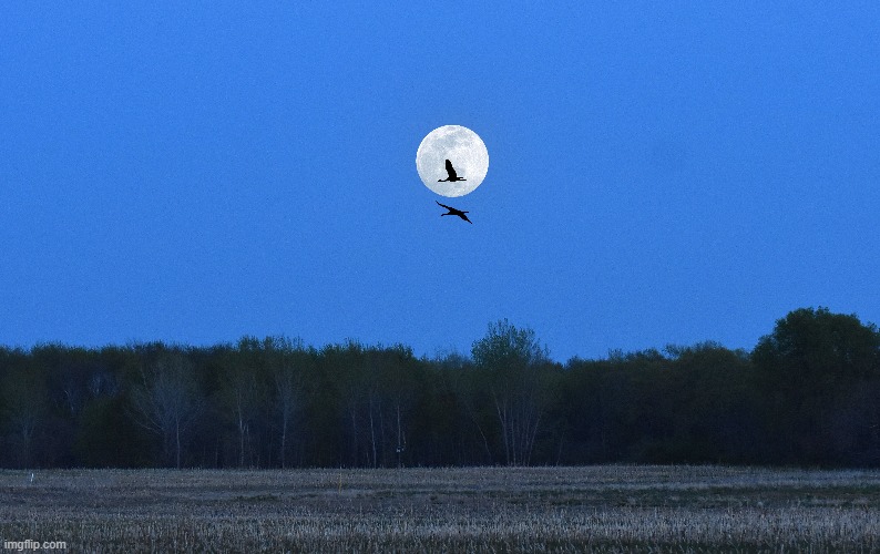 4-26-21 full moon and two sandhill cranes | image tagged in moon,april | made w/ Imgflip meme maker