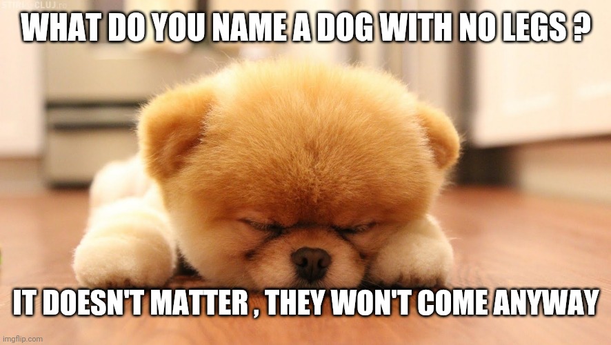 Sleeping dog | WHAT DO YOU NAME A DOG WITH NO LEGS ? IT DOESN'T MATTER , THEY WON'T COME ANYWAY | image tagged in sleeping dog | made w/ Imgflip meme maker