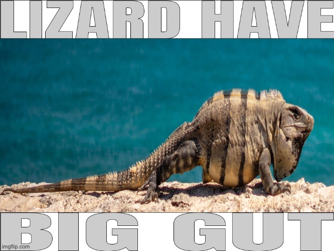 lizard | image tagged in animals | made w/ Imgflip meme maker