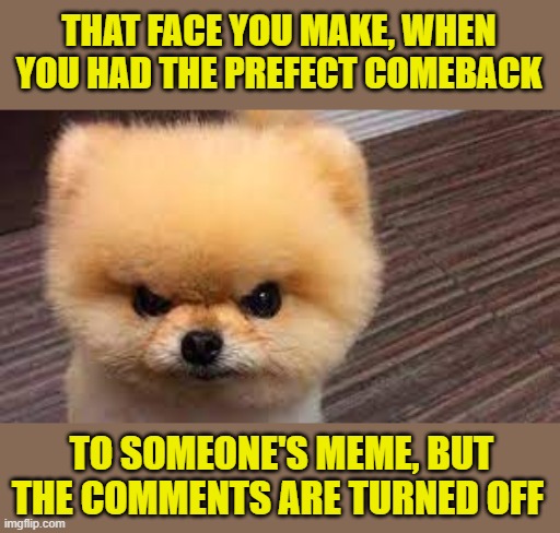 Comments Turned Off |  THAT FACE YOU MAKE, WHEN YOU HAD THE PREFECT COMEBACK; TO SOMEONE'S MEME, BUT THE COMMENTS ARE TURNED OFF | image tagged in funny dogs | made w/ Imgflip meme maker