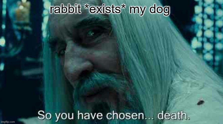 rabbit *exists* my dog | image tagged in memes | made w/ Imgflip meme maker