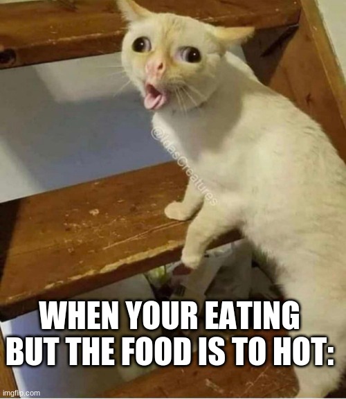 when the food is to hot: | WHEN YOUR EATING BUT THE FOOD IS TO HOT: | image tagged in cat | made w/ Imgflip meme maker