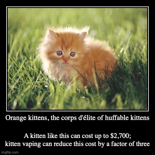 Orange Kitten | image tagged in funny,demotivationals,kitten,cats | made w/ Imgflip demotivational maker