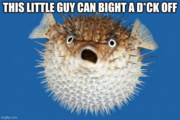 Puffer Fish | THIS LITTLE GUY CAN BIGHT A D*CK OFF | image tagged in puffer fish | made w/ Imgflip meme maker
