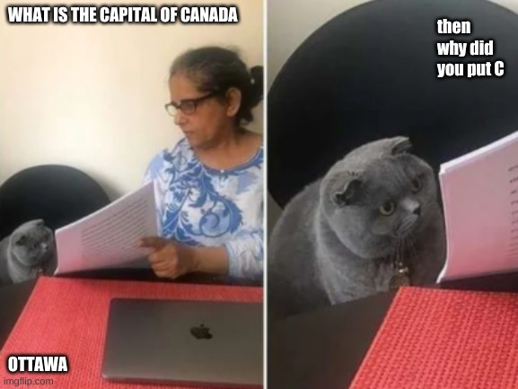 C | then why did you put C; WHAT IS THE CAPITAL OF CANADA; OTTAWA | image tagged in school cat | made w/ Imgflip meme maker