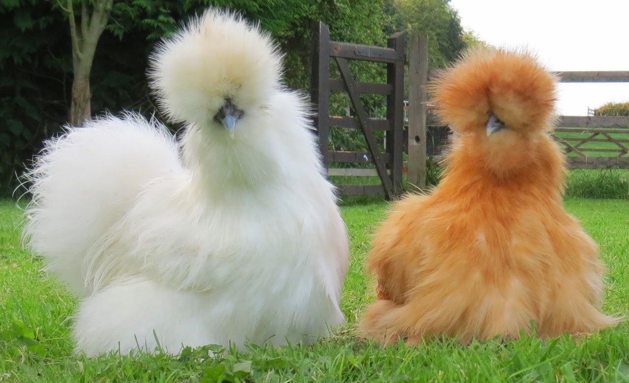 These are Silkie chickens | made w/ Imgflip meme maker