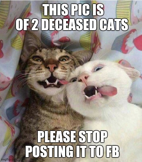 Truth | THIS PIC IS OF 2 DECEASED CATS; PLEASE STOP POSTING IT TO FB | image tagged in the scroll of truth | made w/ Imgflip meme maker