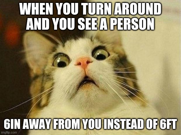 Scared Cat | WHEN YOU TURN AROUND AND YOU SEE A PERSON; 6IN AWAY FROM YOU INSTEAD OF 6FT | image tagged in memes,scared cat | made w/ Imgflip meme maker