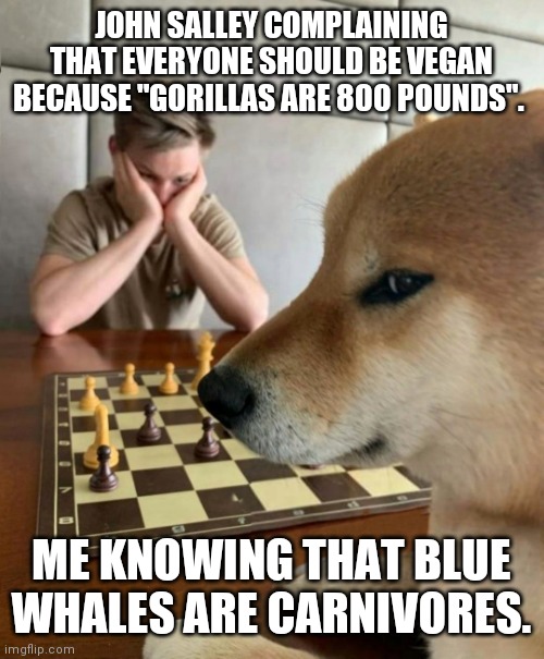 VeGanball | JOHN SALLEY COMPLAINING THAT EVERYONE SHOULD BE VEGAN BECAUSE "GORILLAS ARE 800 POUNDS". ME KNOWING THAT BLUE WHALES ARE CARNIVORES. | image tagged in chess doge | made w/ Imgflip meme maker