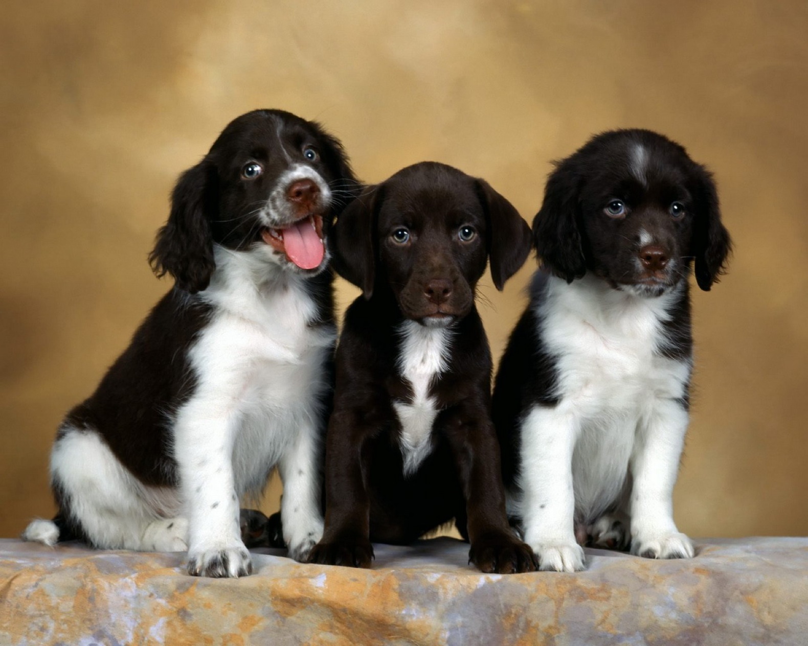 image tagged in animals,dogs