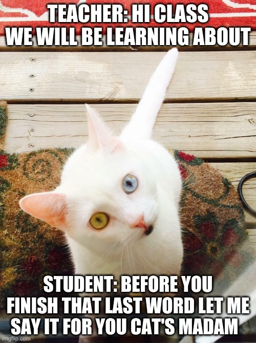 interrupting the teacher | TEACHER: HI CLASS WE WILL BE LEARNING ABOUT; STUDENT: BEFORE YOU FINISH THAT LAST WORD LET ME SAY IT FOR YOU CAT'S MADAM | image tagged in school meme | made w/ Imgflip meme maker
