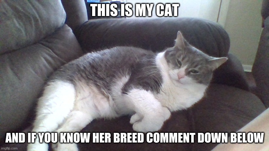 my cat is the best cat | THIS IS MY CAT; AND IF YOU KNOW HER BREED COMMENT DOWN BELOW | image tagged in cat,cute | made w/ Imgflip meme maker