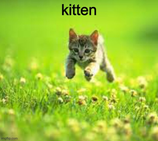kitten | kitten | image tagged in kittens | made w/ Imgflip meme maker