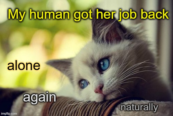 Kitty lonely | My human got her job back; alone; again; naturally | image tagged in cats,depressed cat,missing you,sad kitten,sorry kitty | made w/ Imgflip meme maker