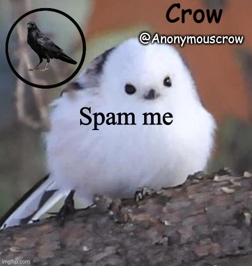 Anonymouscrow announce | Spam me | image tagged in anonymouscrow announce | made w/ Imgflip meme maker