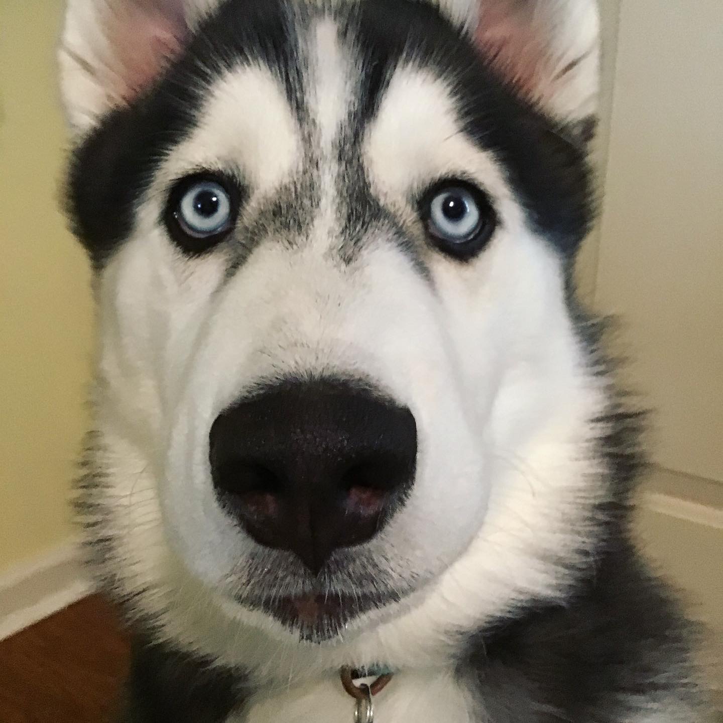 High Quality the staring husky Blank Meme Template
