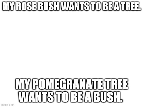 why | MY ROSE BUSH WANTS TO BE A TREE. MY POMEGRANATE TREE WANTS TO BE A BUSH. | image tagged in blank white template | made w/ Imgflip meme maker