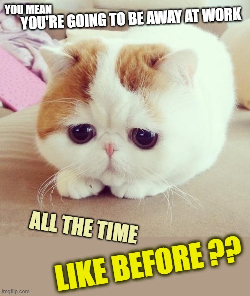 Working long hours away from home | YOU MEAN; YOU'RE GOING TO BE AWAY AT WORK; ALL THE TIME; LIKE BEFORE ?? | image tagged in cats,sad cat,work,lonely,miss you | made w/ Imgflip meme maker