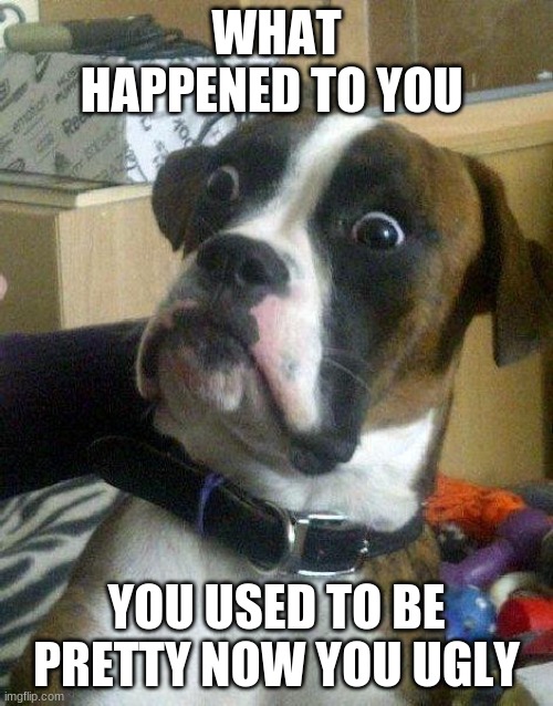 Surprised Dog | WHAT HAPPENED TO YOU; YOU USED TO BE PRETTY NOW YOU UGLY | image tagged in surprised dog | made w/ Imgflip meme maker