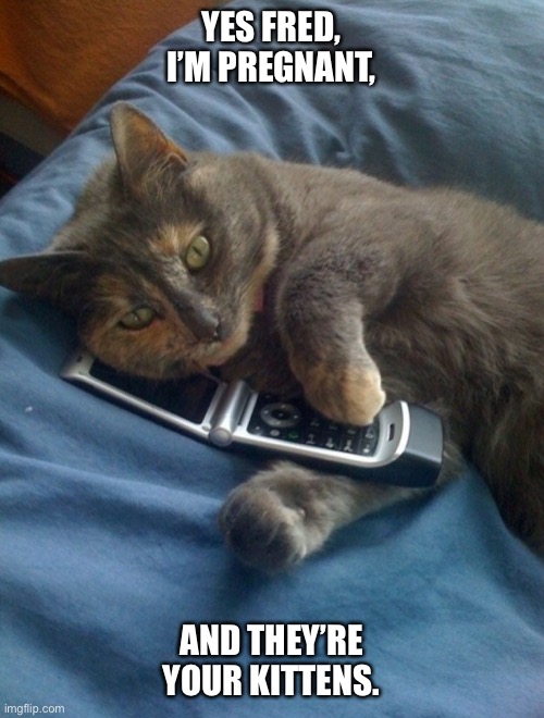 Cat call | YES FRED, I’M PREGNANT, AND THEY’RE YOUR KITTENS. | image tagged in cat call | made w/ Imgflip meme maker