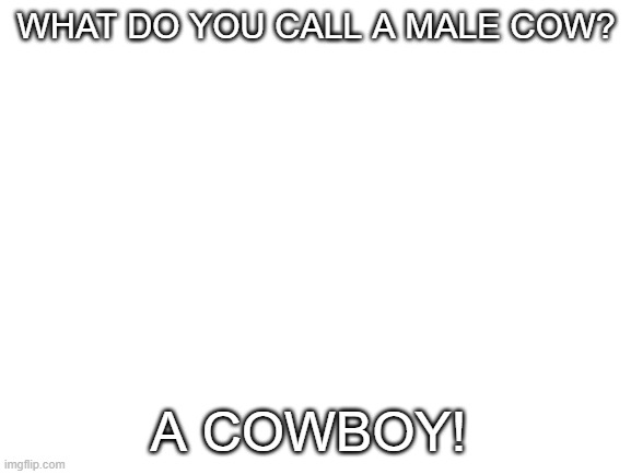 ha! | WHAT DO YOU CALL A MALE COW? A COWBOY! | image tagged in blank white template | made w/ Imgflip meme maker