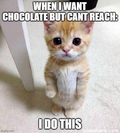 Cute Cat Meme | WHEN I WANT CHOCOLATE BUT CANT REACH:; I DO THIS | image tagged in memes,cute cat | made w/ Imgflip meme maker