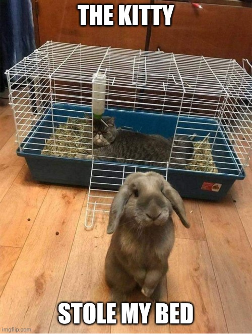 POOR BUNNY | THE KITTY; STOLE MY BED | image tagged in cats,funny cats,bunny,rabbit,bunnies | made w/ Imgflip meme maker