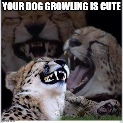 Funny cats | YOUR DOG GROWLING IS CUTE | image tagged in funny cats | made w/ Imgflip meme maker