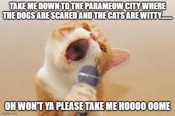 Funny cat | TAKE ME DOWN TO THE PARAMEOW CITY WHERE THE DOGS ARE SCARED AND THE CATS ARE WITTY....... OH WON'T YA PLEASE TAKE ME HOOOO OOME | image tagged in funny cat | made w/ Imgflip meme maker