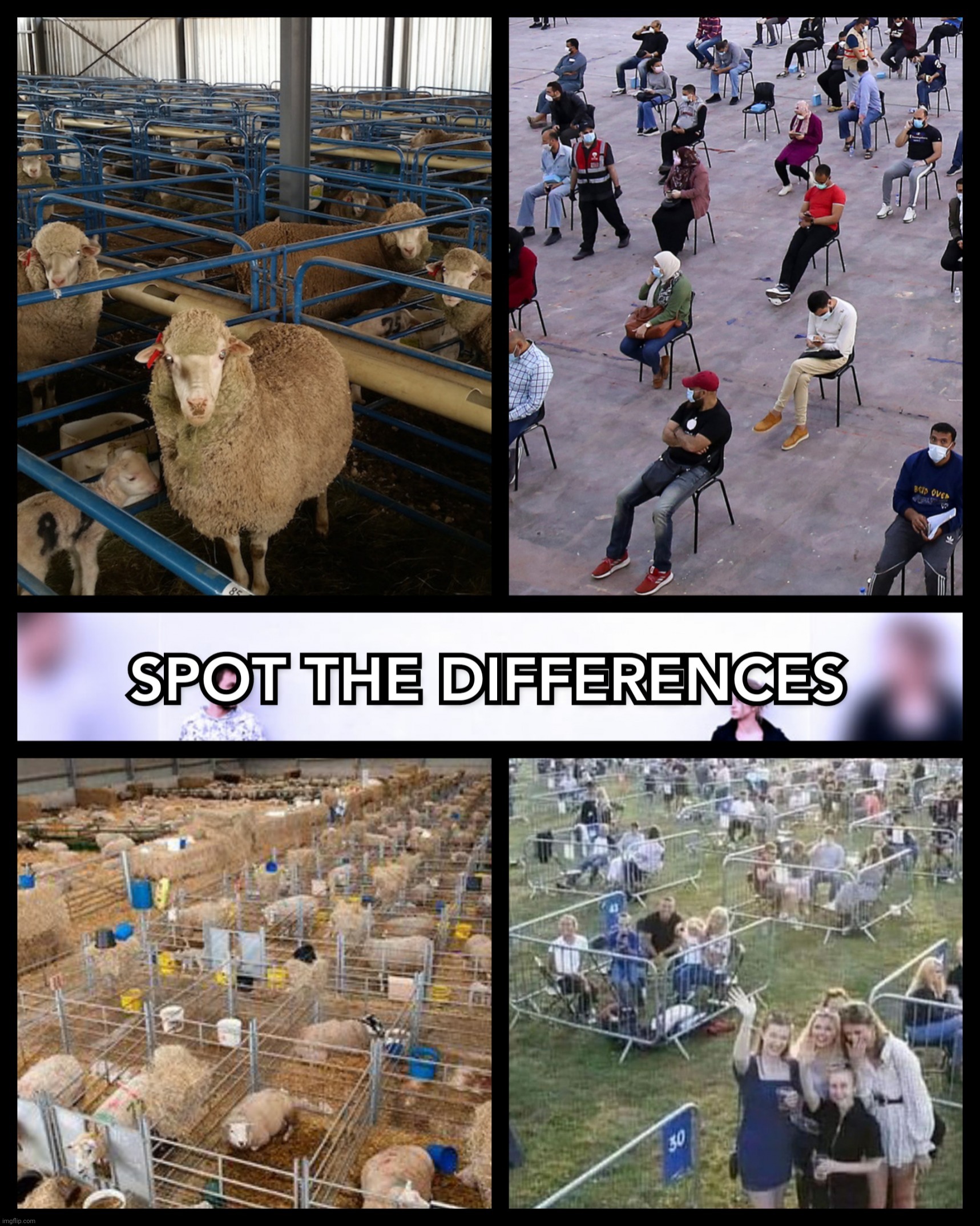 SPOT THE DIFFERENCES..!! | image tagged in sheep,covid-19,full retard,lockdown,know the difference,memes | made w/ Imgflip meme maker