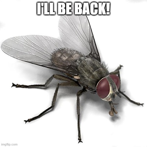 Scumbag House Fly | I'LL BE BACK! | image tagged in scumbag house fly | made w/ Imgflip meme maker