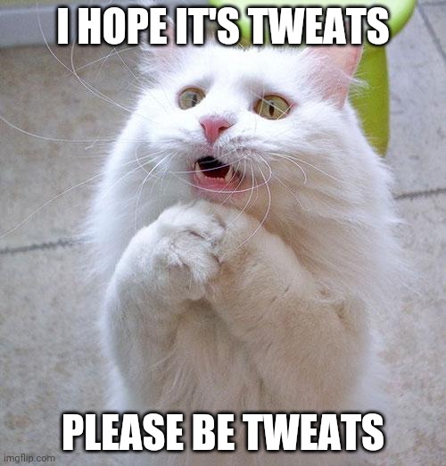 Begging Cat | I HOPE IT'S TWEATS; PLEASE BE TWEATS | image tagged in begging cat | made w/ Imgflip meme maker