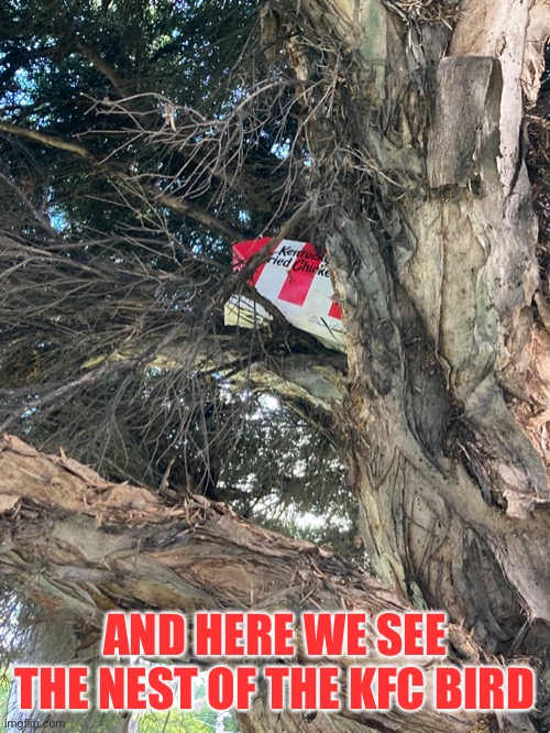 KFC Nest | AND HERE WE SEE THE NEST OF THE KFC BIRD | image tagged in memes,funny,kfc,tree,bird,documentary | made w/ Imgflip meme maker