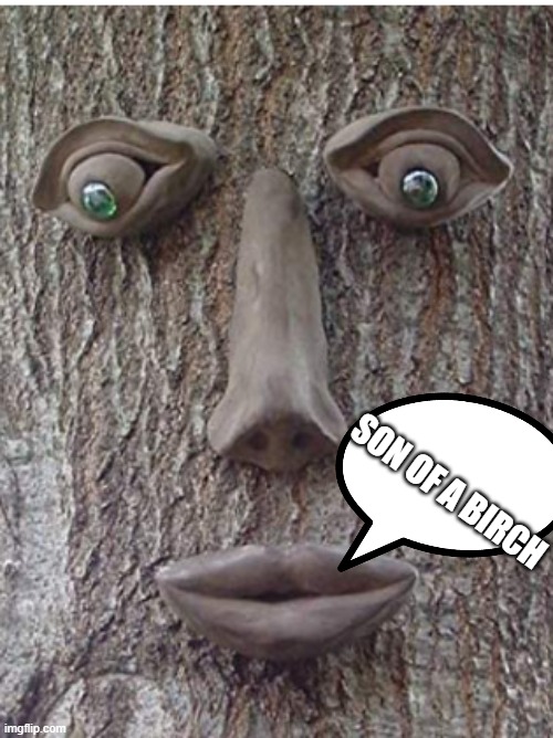 pigz | SON OF A BIRCH | image tagged in trees,fun,lol,funny memes | made w/ Imgflip meme maker