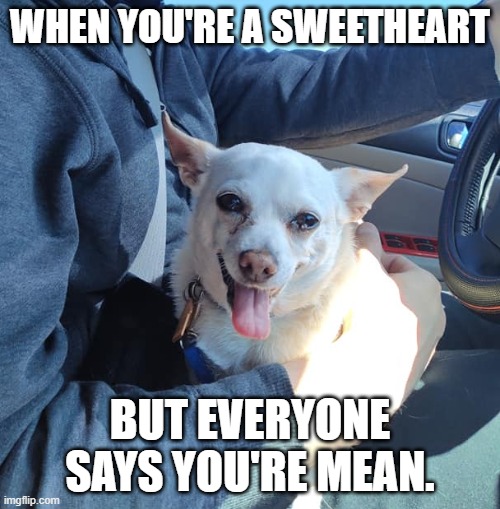 My Chi-Chi | WHEN YOU'RE A SWEETHEART; BUT EVERYONE SAYS YOU'RE MEAN. | image tagged in dog,cute,misunderstood | made w/ Imgflip meme maker