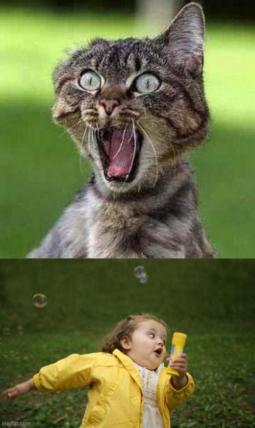 image tagged in shocked cat,girl running | made w/ Imgflip meme maker