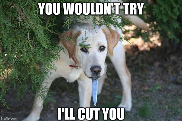 YOU WOULDN'T TRY; I'LL CUT YOU | image tagged in dogs | made w/ Imgflip meme maker