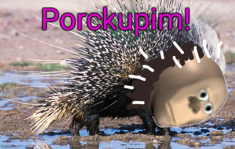 Meem man's zoo! | Porckupim! | image tagged in porcupine,zoo,meme man | made w/ Imgflip meme maker