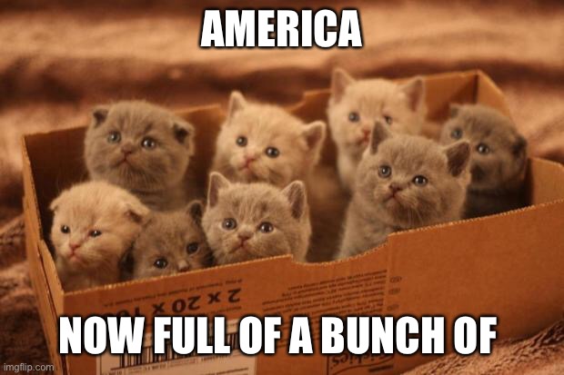 box o kittens | AMERICA; NOW FULL OF A BUNCH OF | image tagged in box o kittens | made w/ Imgflip meme maker