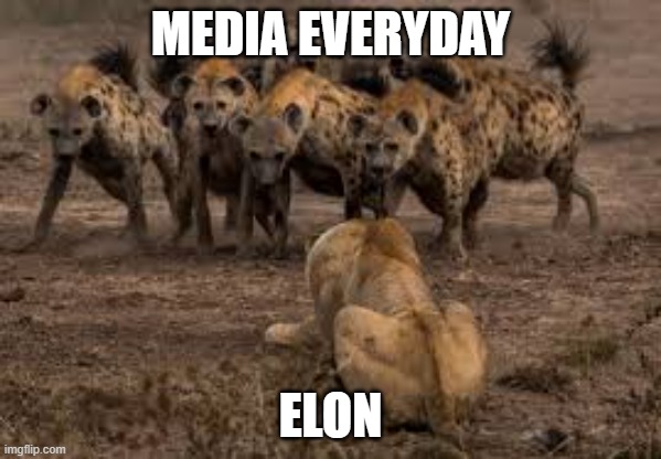 media | MEDIA EVERYDAY; ELON | image tagged in hyenas attack | made w/ Imgflip meme maker